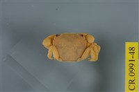 藏品(平背蜞)的圖片